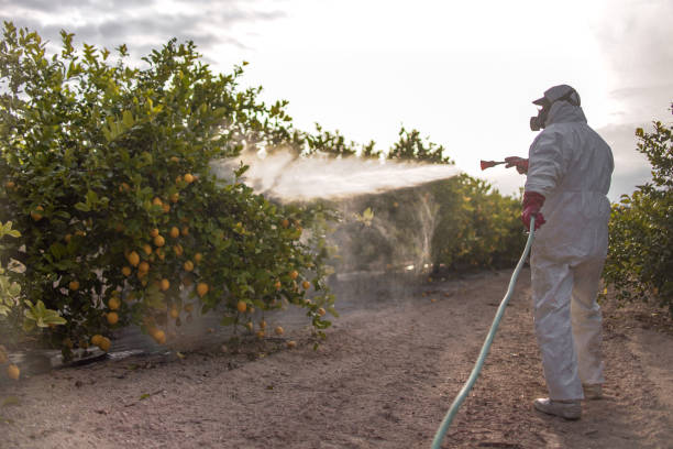 Best Wasp Removal Services  in Paloma Creek, TX