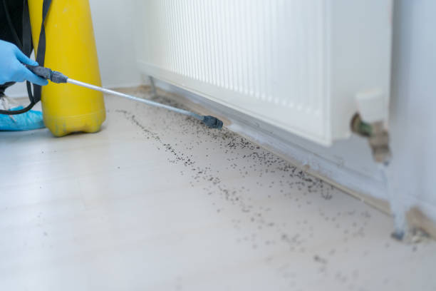 Best Ant Control Services  in Paloma Creek, TX